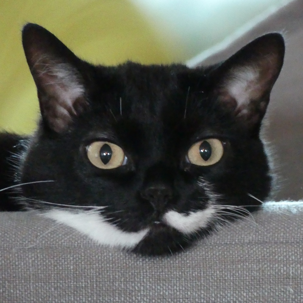 Meet your Posher, Donald